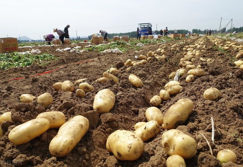 种土豆一亩地利润多少 承包100亩地种土豆利润