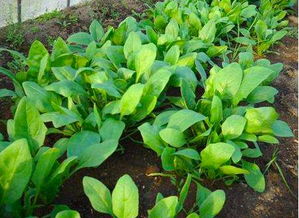 秋菠菜八月几号种 菠菜最怕三种肥料