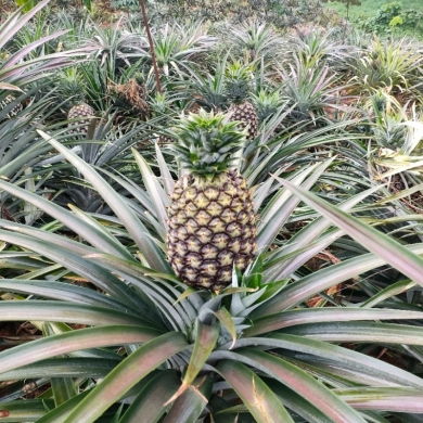 种凤梨头多久能长凤梨 凤梨寿命一般多少年