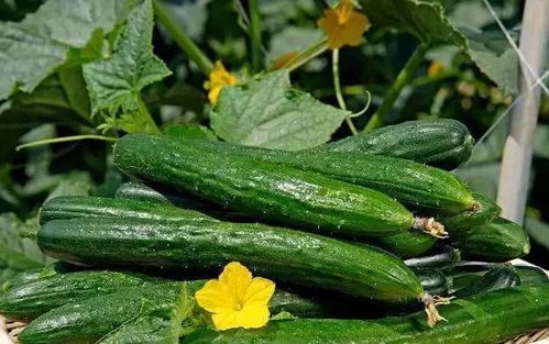 秋黄瓜最晚什么时候种 立秋后种黄瓜还能结果吗