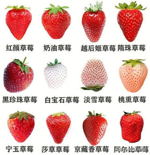 种草莓是咬的还是吸的 男生什么情况想种草莓