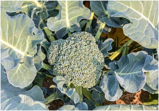 种植西兰花需要注意什么 西兰花栽培技术要点