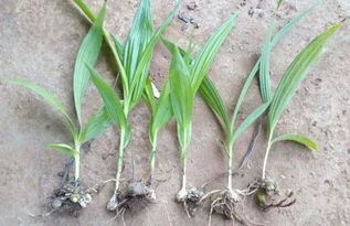 种白芨一亩要多少成本 白芨一亩地收入多少钱