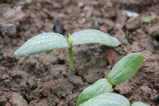 种子发芽需要哪些条件 种子发芽三要素