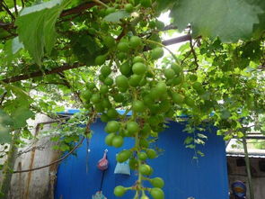 种葡萄树要注意风水 自家院子种葡萄好不好