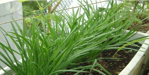种韭菜一窝下几个籽 韭菜籽怎么种植方法视频