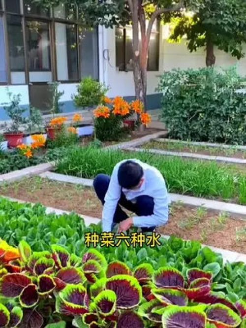 种菜的步骤和方法 农村蔬菜种植方法