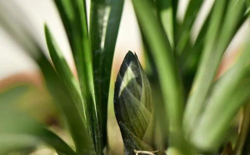 立秋后兰花怎样浇水 立秋后兰花可以施肥吗