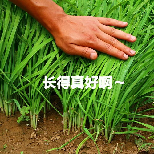 立秋后什么时候割韭菜 立秋后割韭菜好不好