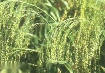 稻,黍,稷,麦,菽分别是什么东西 黍菽稷分别怎么读