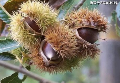 立秋后可以嫁接板栗树吗 9月份嫁接板栗的方法