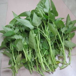 空心菜9月份还能种吗 空心菜最晚什么时候种