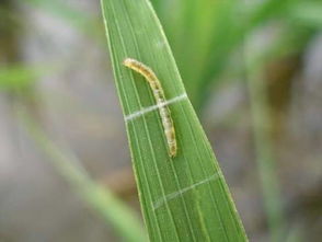 稻纵卷叶螟几天一龄 如何识别稻纵卷叶螟的虫龄