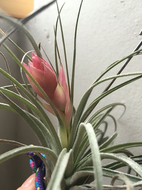 空气凤梨开花后会死吗 空气凤梨的骗局