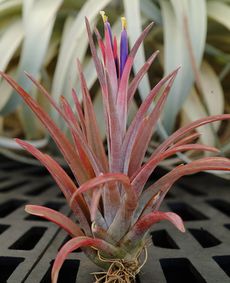 空气凤梨可以种土里吗 空气凤梨的骗局