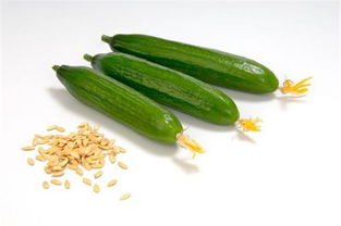 种黄瓜的方法和步骤 种黄瓜籽怎么种