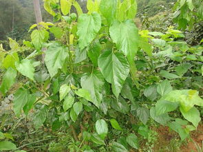 突然长出的桑树能砍么 坟上长桑树什么预兆