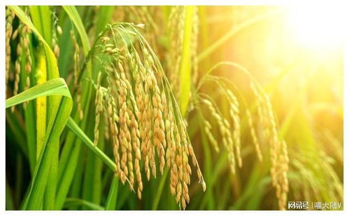 稻谷是水稻吗 稻子和稻谷是一样的吗