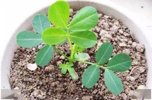 种花生的全部过程 种花生的四个步骤视频