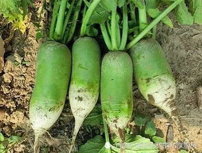 立秋几天种萝卜 八月中旬种萝卜晚不晚