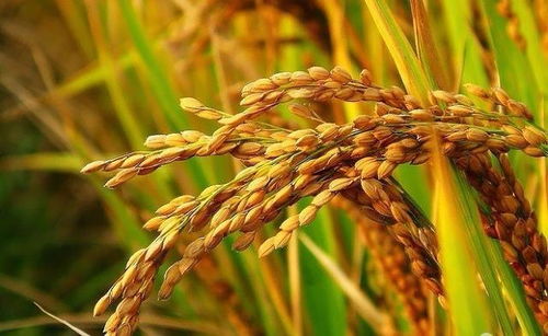稻子成熟赞美词 形容稻谷成熟丰收的诗句