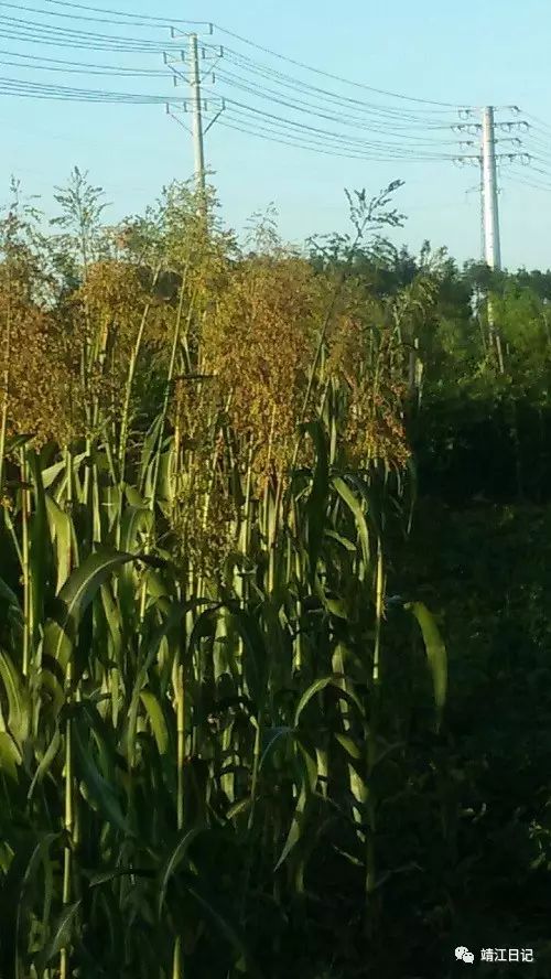 稷指的是什么农作物 黍的俗称是什么