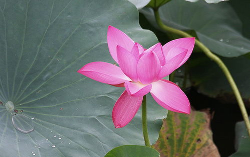 立秋了荷花还是那么艳丽 初秋的荷花