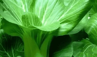 立秋前后可以种生菜吗 8月到9月可以种什么菜