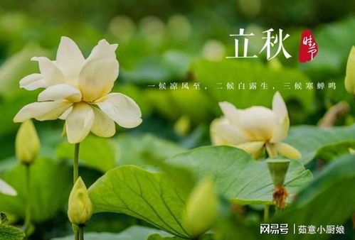 立秋之后不吃三瓜 立秋吃三瓜指哪三瓜