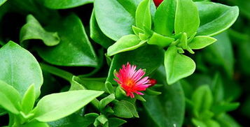 穿心莲一般吃几天 穿心莲能代替消炎药吗