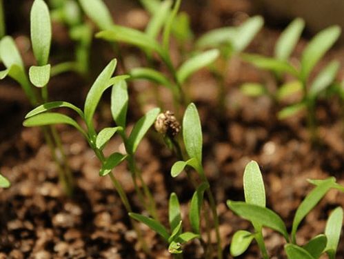 立秋种香菜种子需要浸泡吗 立秋种香菜几天发芽