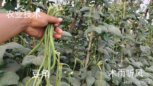 立秋种豆角晚不晚 秋豆角露天最晚几号种