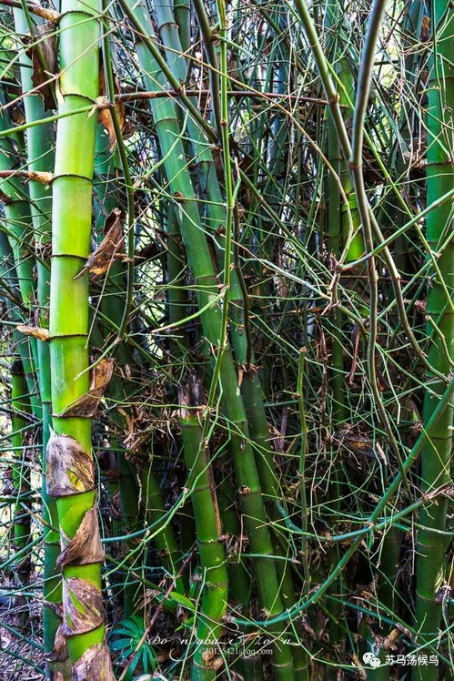竹子是怎么繁殖的 竹子是怎么传播种子的
