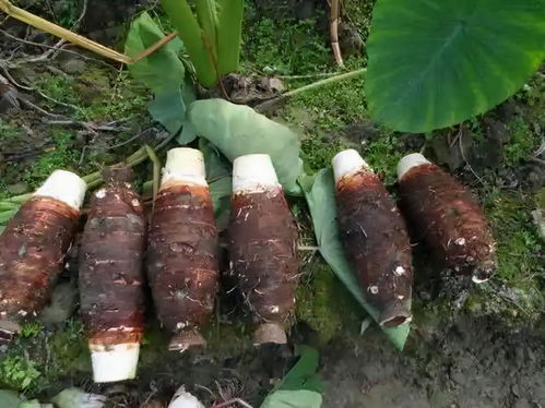 立秋后芋头怎么管理 芋头立秋后还要施肥吗