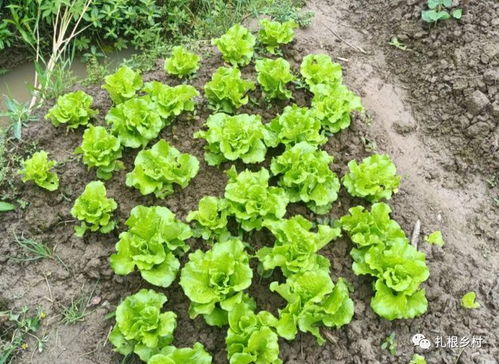 立秋适合种什么庄稼 立秋后种菜表