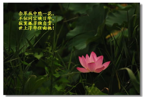 立秋荷花的美句适合发朋友圈 立秋的荷花诗句