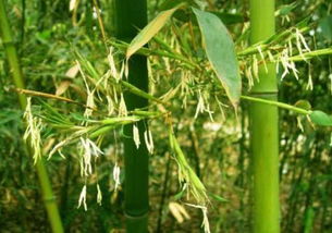 竹子开花大凶之兆 家中竹子开花风水破解