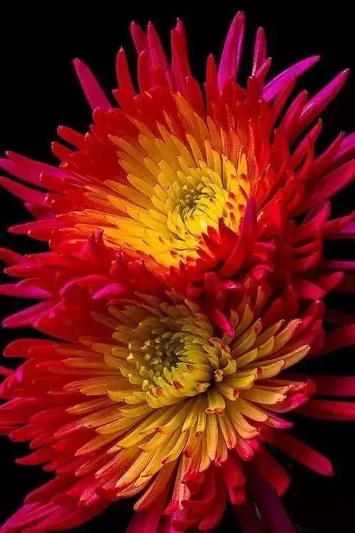 立秋后菊花怎样管理 入秋后菊花如何管理