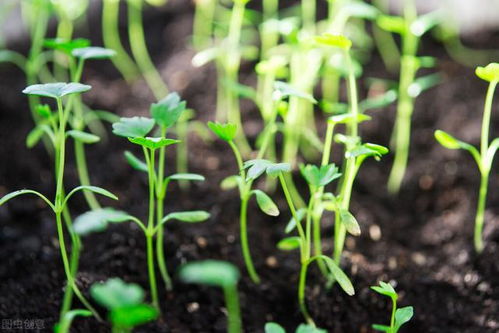 立秋后怎样育芹菜苗 芹菜立秋后能种吗