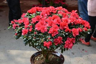 立秋后杜鹃花能剪枝吗 西洋杜鹃8月份可以修剪吗