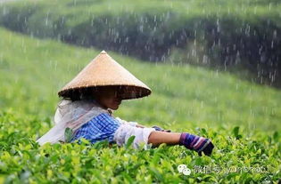 立秋头十天打芝麻顶吗 立秋后还能种芝麻吗