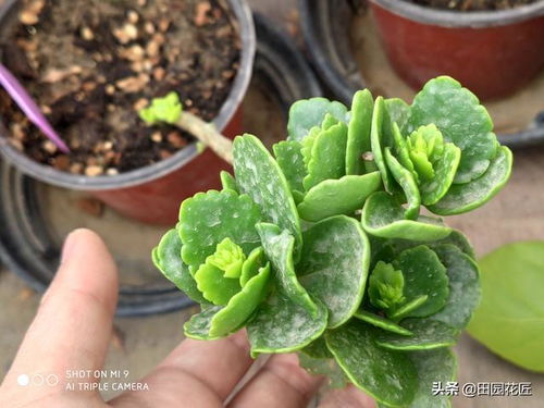 立秋菊花打顶还能开花吗 立秋后菊花怎样管理