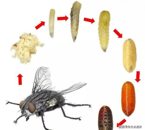 立秋后蚜虫还用打吗 立秋后蚜虫能存活多久