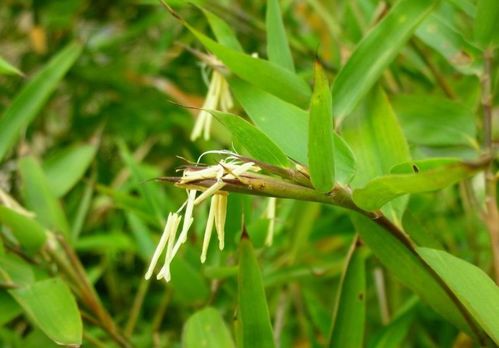 竹子如何繁殖 竹子属于什么生殖方式