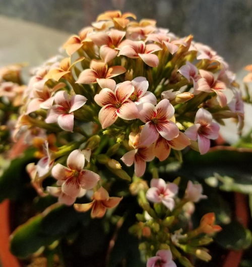 立秋后长寿花可以打顶吗 长寿花最迟打顶时间