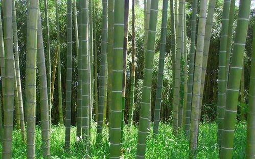 竹子的用途和特点 竹子的五大使用用途
