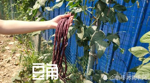 第二茬豆角什么时候种 豆角从种到收需要多少天