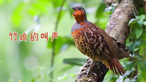 竹鸡7一8月份好叫吗 8月份的竹鸡好诱吗