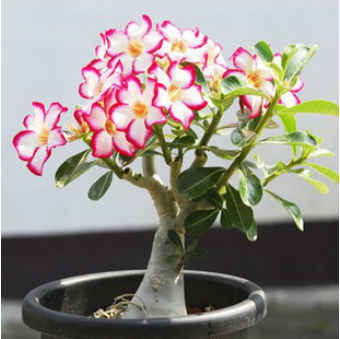 简单自制沙漠玫瑰土 沙漠玫瑰能用纯沙子栽种吗