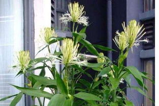 竹节寓意爱情 竹子一生只开一次花寓意爱情